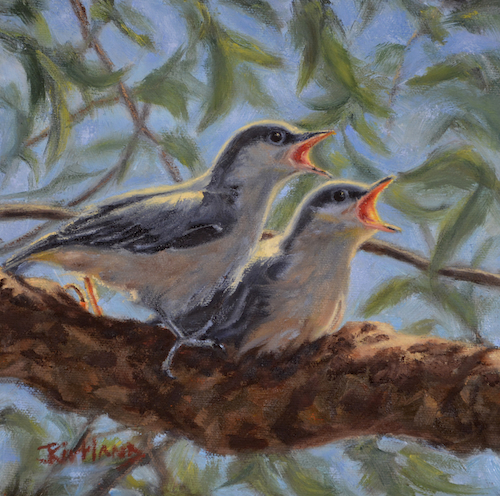 Nuthatch Chorus 8x8 $355 at Hunter Wolff Gallery